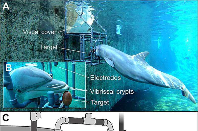 Bottlenose dolphins can sense electric fields