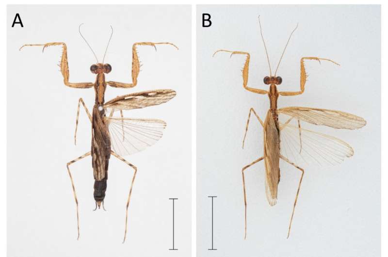 Citizen scientists help discover new mantis species