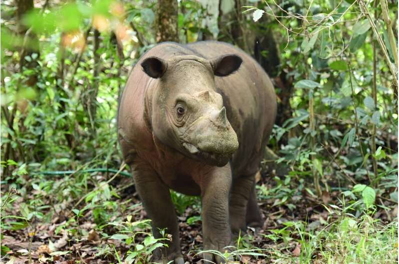 Delilah, a 7-year-old female rhino, is seen two days after giving birth to a Sumatran rhino calf at the Sumatran rhino sanctuary