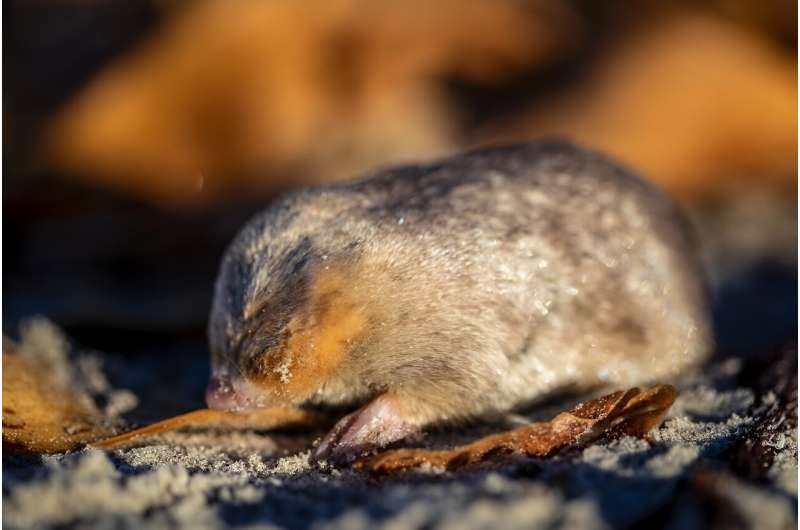 The De Winton's golden mole has been detected for the first time in 87 years in South Africa