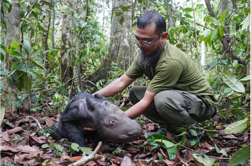 The International Union for Conservation of Nature classifies the Sumatran rhino, the smallest of all rhino species, as critically endangered