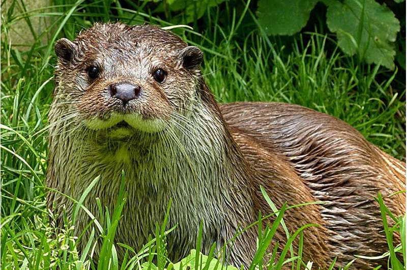 Uncovering the genetic history of British otters